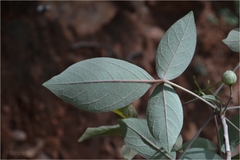 Commiphora caudata var. pubescens